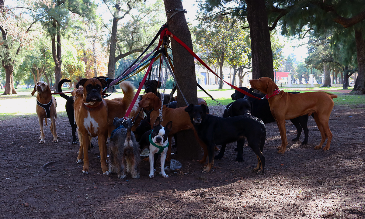 Muitos cães no controle de só um passeados (Foto: Marina Pape)